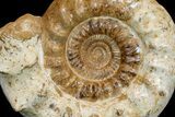 Massive, Jurassic Ammonite (Kranosphinctes?) Fossil - Madagascar #175781-1